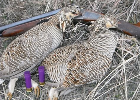 Outdoors: A great hunt for lessers | Outdoors | host.madison.com