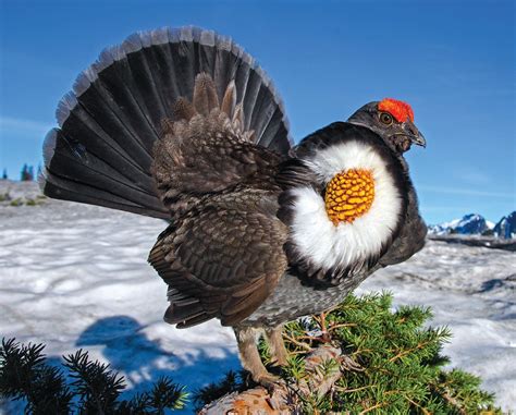 Grouse of Alaska - Alaska Magazine