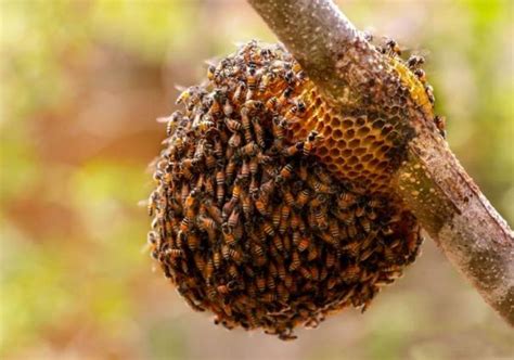 PMs Billion Tree Honey Initiative To Help Produce 70,000MT Honey, Generate Rs43bln Income ...