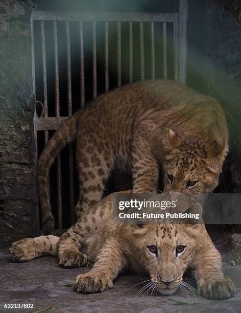 Tiger Lion Hybrid Photos and Premium High Res Pictures - Getty Images