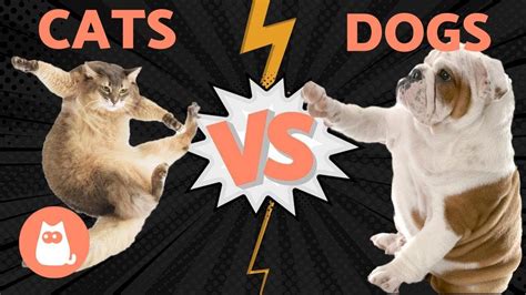 Cat Vs Dog Pet : Cat vs. Dog: Which Is the Best Pet for Me?