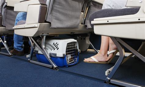 The Most Pet-Friendly Airlines of 2024 - NerdWallet