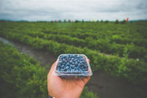 16,900+ Blueberry Farm Stock Photos, Pictures & Royalty-Free Images - iStock