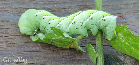 Organic Tomato Hornworm Control