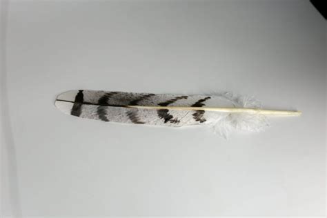 Gos hawk feather - Centralia Fur & Hide