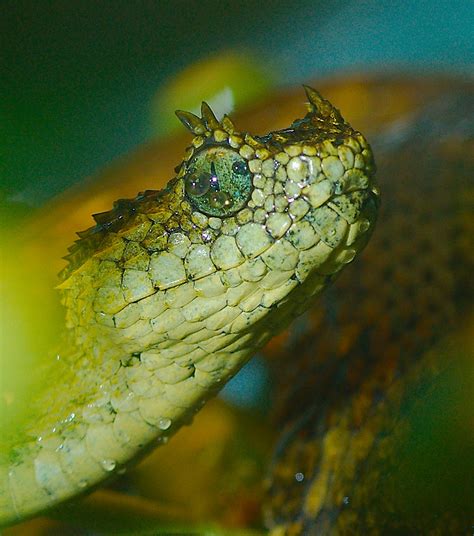 Horned Bush Viper (Atheris ceratophora)_1 | Josh More | Flickr