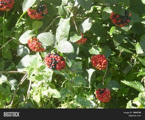 Poisonous Berries Image & Photo | Bigstock