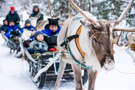 reindeer-sleigh-ride-rovaniemi (9) - Lapland Welcome in Finland