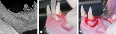 tooth resorption cats prognosis - Regretful Weblog Frame Store