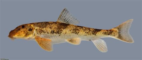 Northern Hog sucker (Hypentelium nigricans) - NANFA | Fish pet, Native north americans, Fish