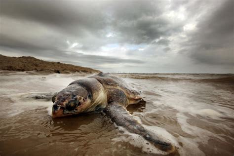 Terrible Ways that Pollution is Hurting Animals | Celebuzz