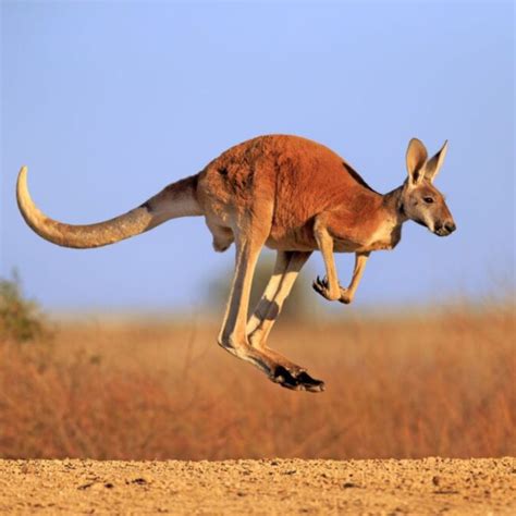 Kangaroo - Facts About The World's Largest Hopping Animal