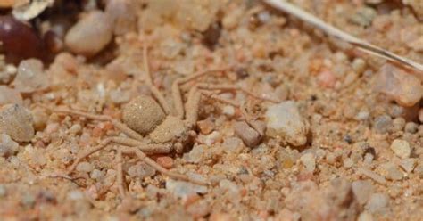 Watch How Quickly This Six-Eyed Sand Spider “Disappears”