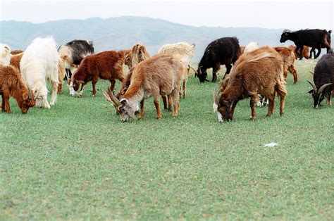 Wildlife Watching in Mongolia 2024 - Rove.me