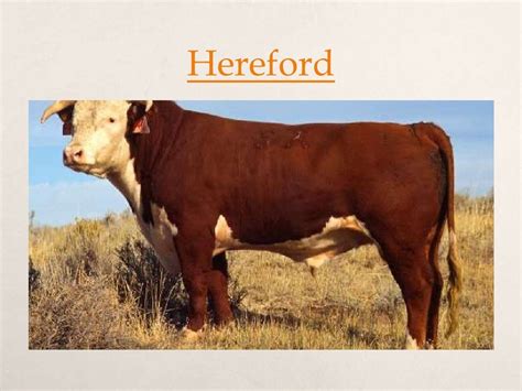 Australian beef cattle breeds