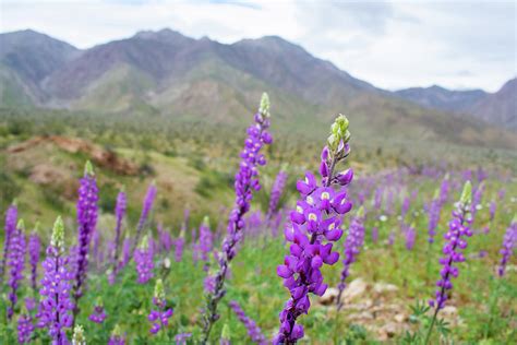 Desert Lupine Anza Borrego Photograph by Kyle Hanson - Fine Art America