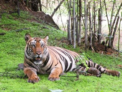 Bandhavgarh Tiger Reserve lodge | Responsible Travel