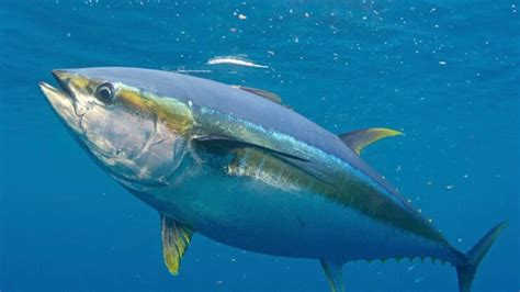 Fish Facts: Yellowfin Tuna - Thunnus albacares - The Jump