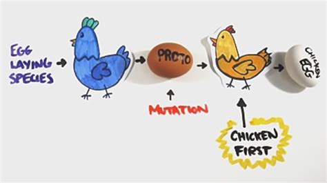 Which came first? The chicken or the egg? | FOS Media Students' Blog