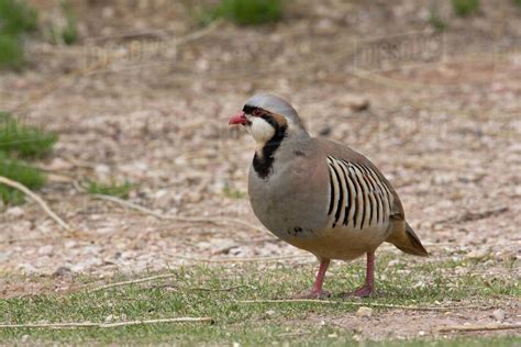 Chukar (partridge) at Kodachrome Basin State Park in Utah. - Stock ...