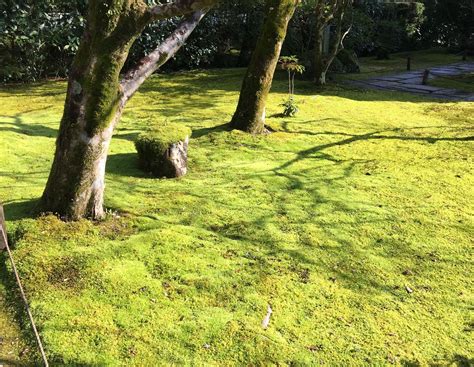 Guide to Growing a Moss Lawn