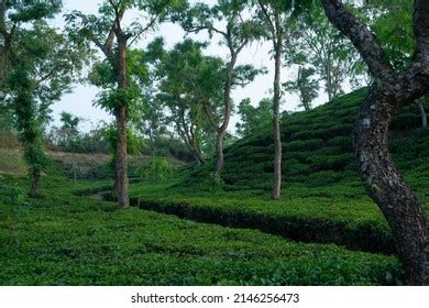 Most Beautiful Tea Gardens Bangladesh Visit Stock Photo 2146256473 ...