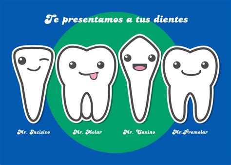 Cuantos Dientes Tienen Los Humanos - Estudiar