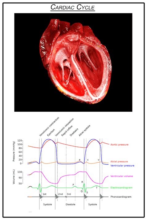 Cardiac Cycle - Definition, Phases and Quiz | Biology Dictionary