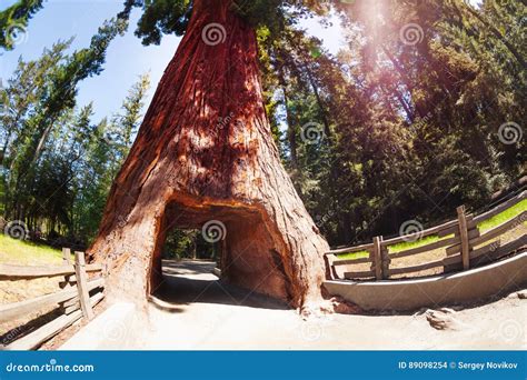 Tunnel through Sequoia in Redwood National Park Stock Photo - Image of outdoor, flora: 89098254