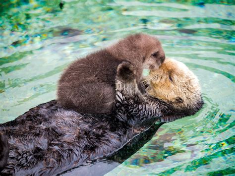 Otters | Otters cute, Cute baby animals, Animals beautiful