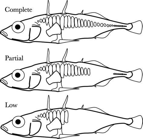 Threespine sticklebacks with complete (C), partial (P), and low (L)... | Download Scientific Diagram