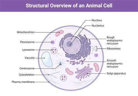 Animal Cell Structure