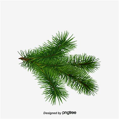 Pine Tree Branch Vector at Vectorified.com | Collection of Pine Tree Branch Vector free for ...