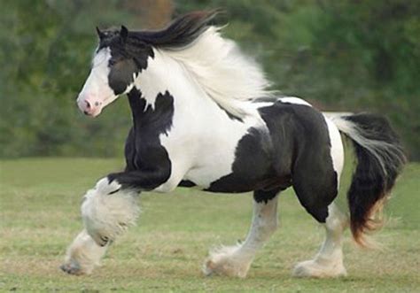 THE MOST BEAUTIFUL HORSE EVER. IN MY OPINION. | Clydesdale horses, Horses, Pretty horses