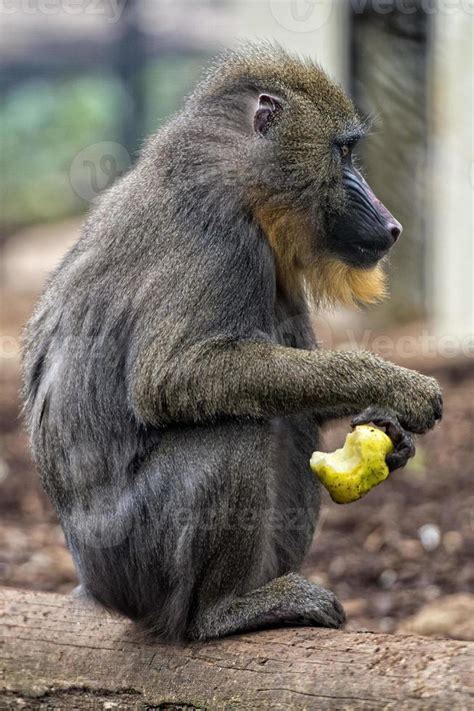 Isolated Mandrill Monkey portrait 20421705 Stock Photo at Vecteezy