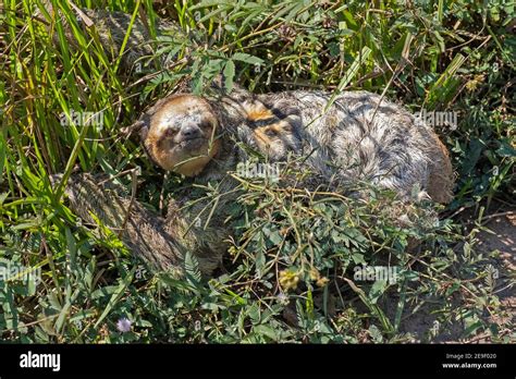 Sloth walking on ground hi-res stock photography and images - Alamy