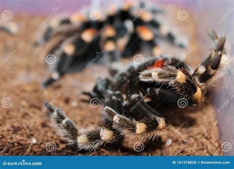 Mexican Redknee Tarantula Brachypelma Smithi Shedding it`s Skin Molting Stock Photo - Image of ...