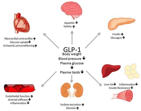 GLP-1 Agonists - What is it? - Sydenham Clinic