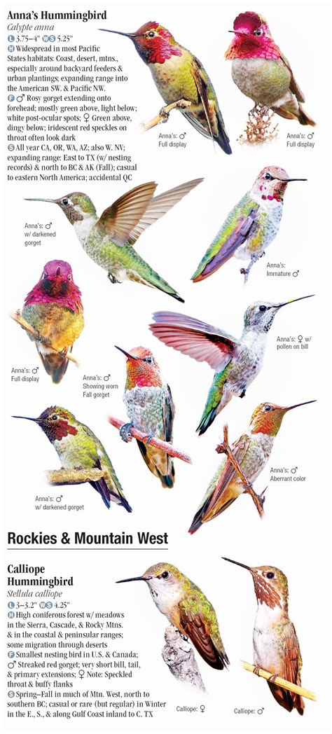 Hummingbirds of North America – Quick Reference Publishing Retail