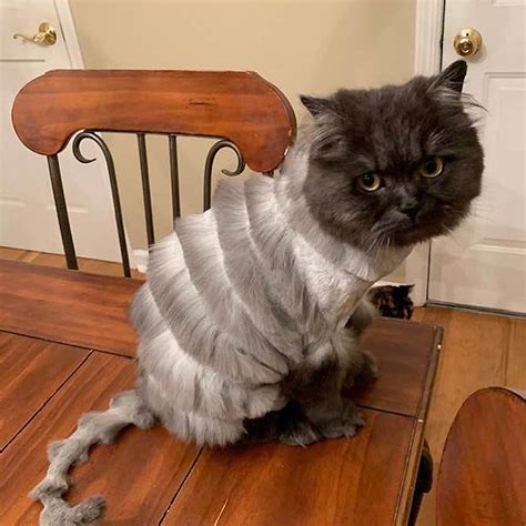 This Cat Goes Viral After Getting A Hilariously Bizarre Haircut ...