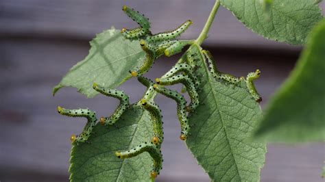 Watch for rose sawfly caterpillars | Best in Horticulture