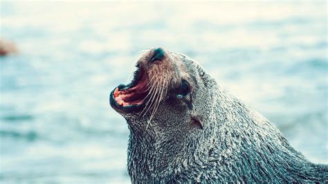 Seal Barking image - Free stock photo - Public Domain photo - CC0 Images