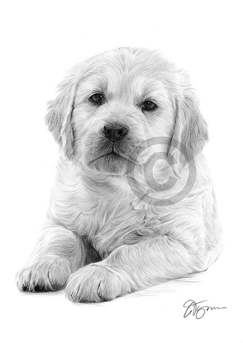 Pencil drawing of a Golden Retriever puppy by UK artist Gary Tymon