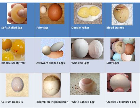 Abnormal Eggs: Understanding Chicken Egg Formation | Serenity Sprouts