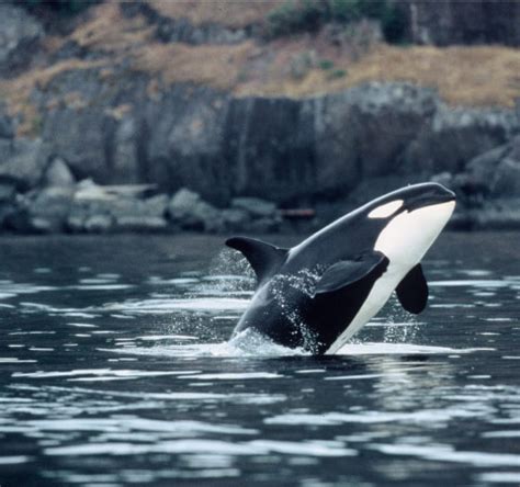 Victoria Whale Watching Package | BC Ferries Vacations