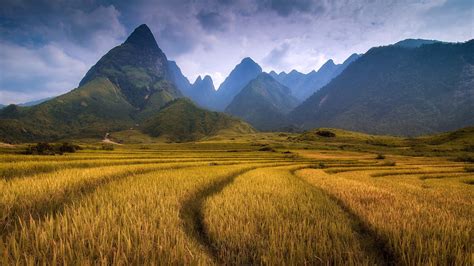 Field Rice Mountains With Jagged Rocky Peaks Widescreen Free Download 1920x1080 : Wallpapers13.com