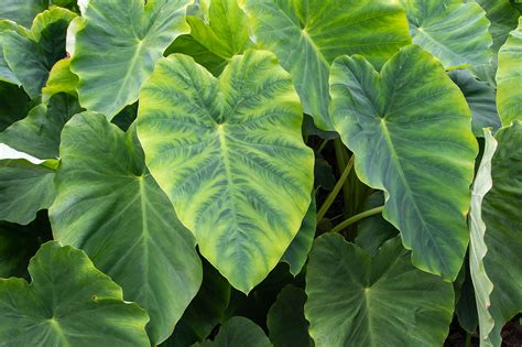 Keyword for Alocasia Elephant Ear Plant Benefits