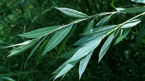 White Willow (Salix alba) - British Trees - Woodland Trust