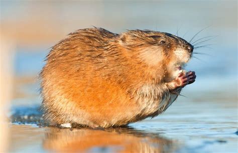 Muskrat - A-Z Animals