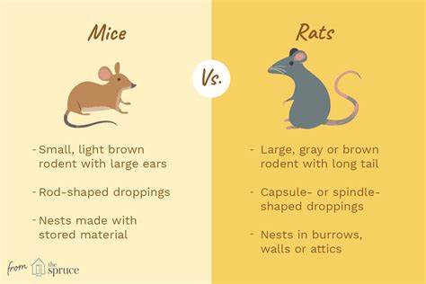 What Is The Difference Between A Mouse And A Rat